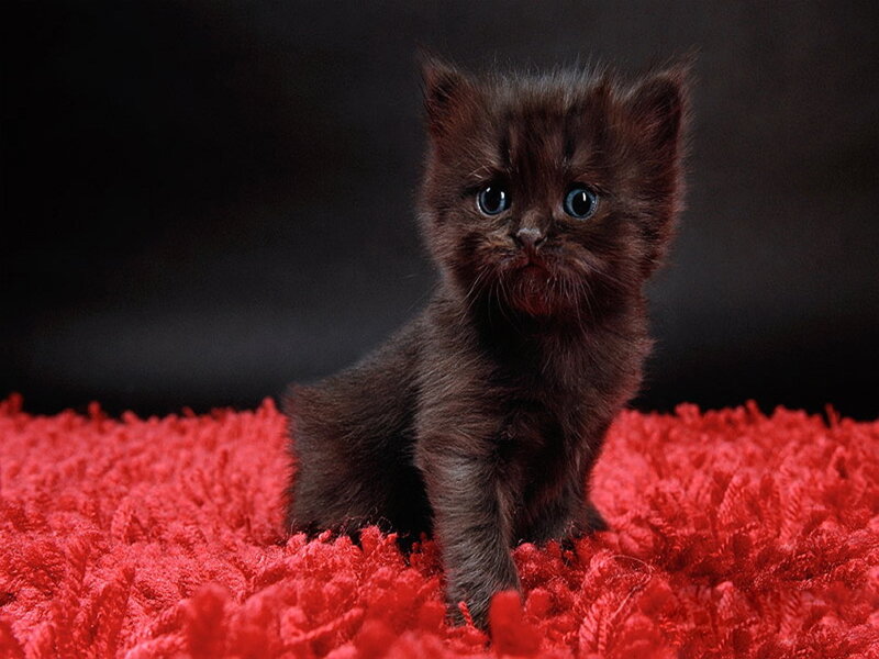 Black Kitten on Red Rug