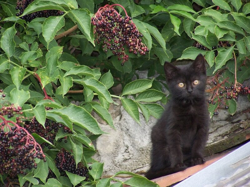 Black Kitten on Roof