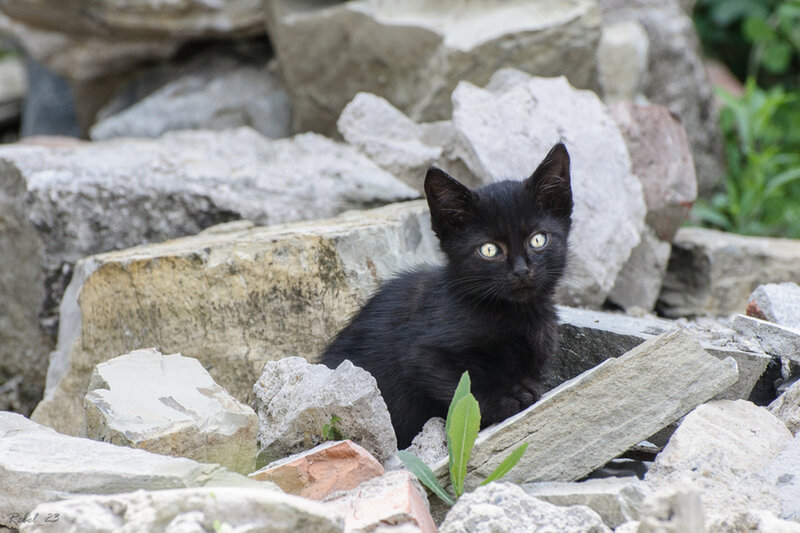 Black Kitten on Rubble