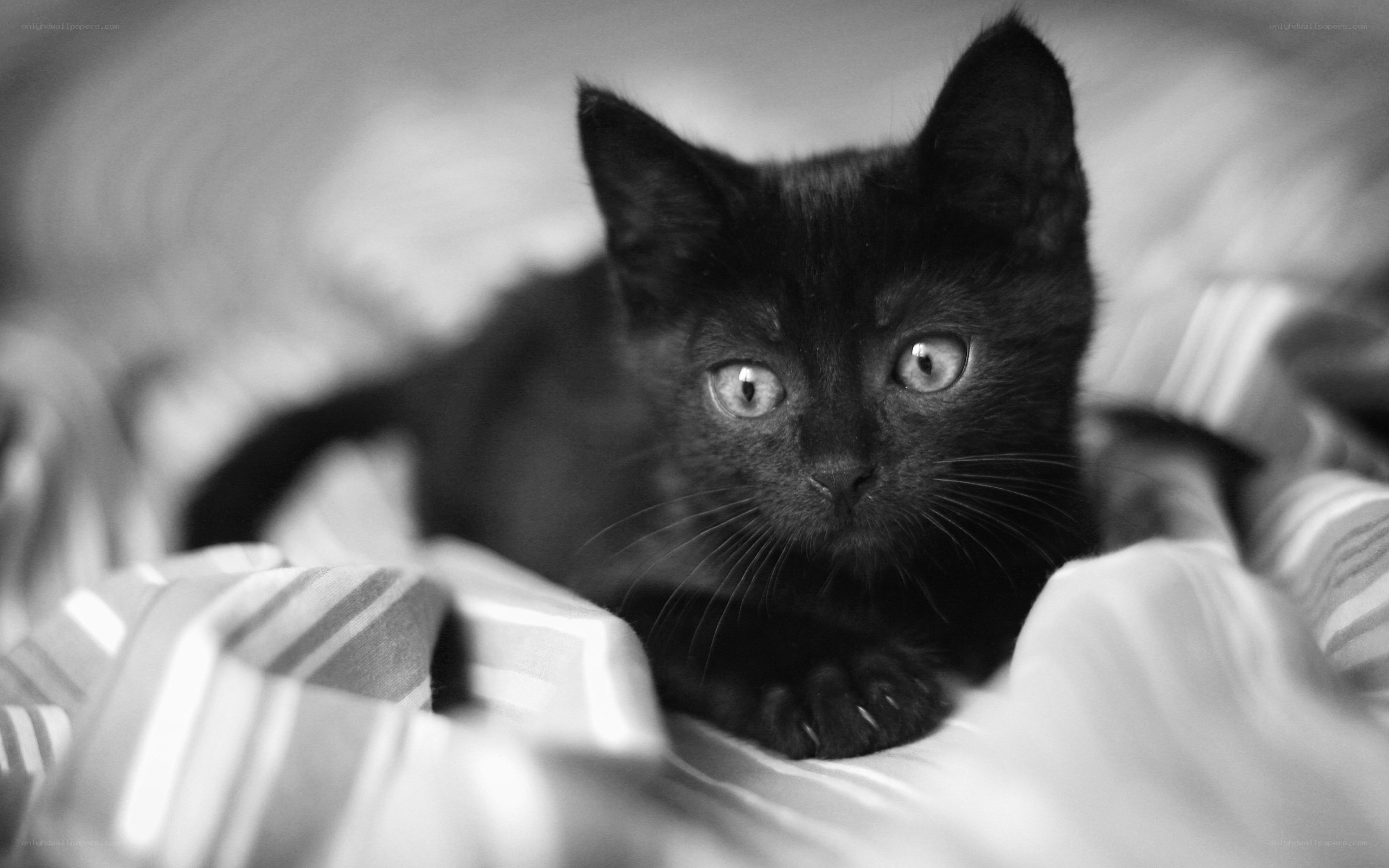 black kitten on striped blanket