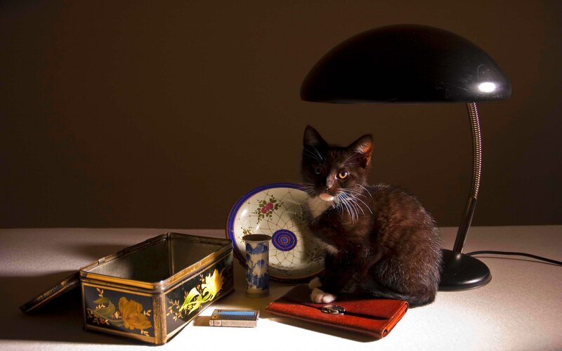Black Kitten on Table