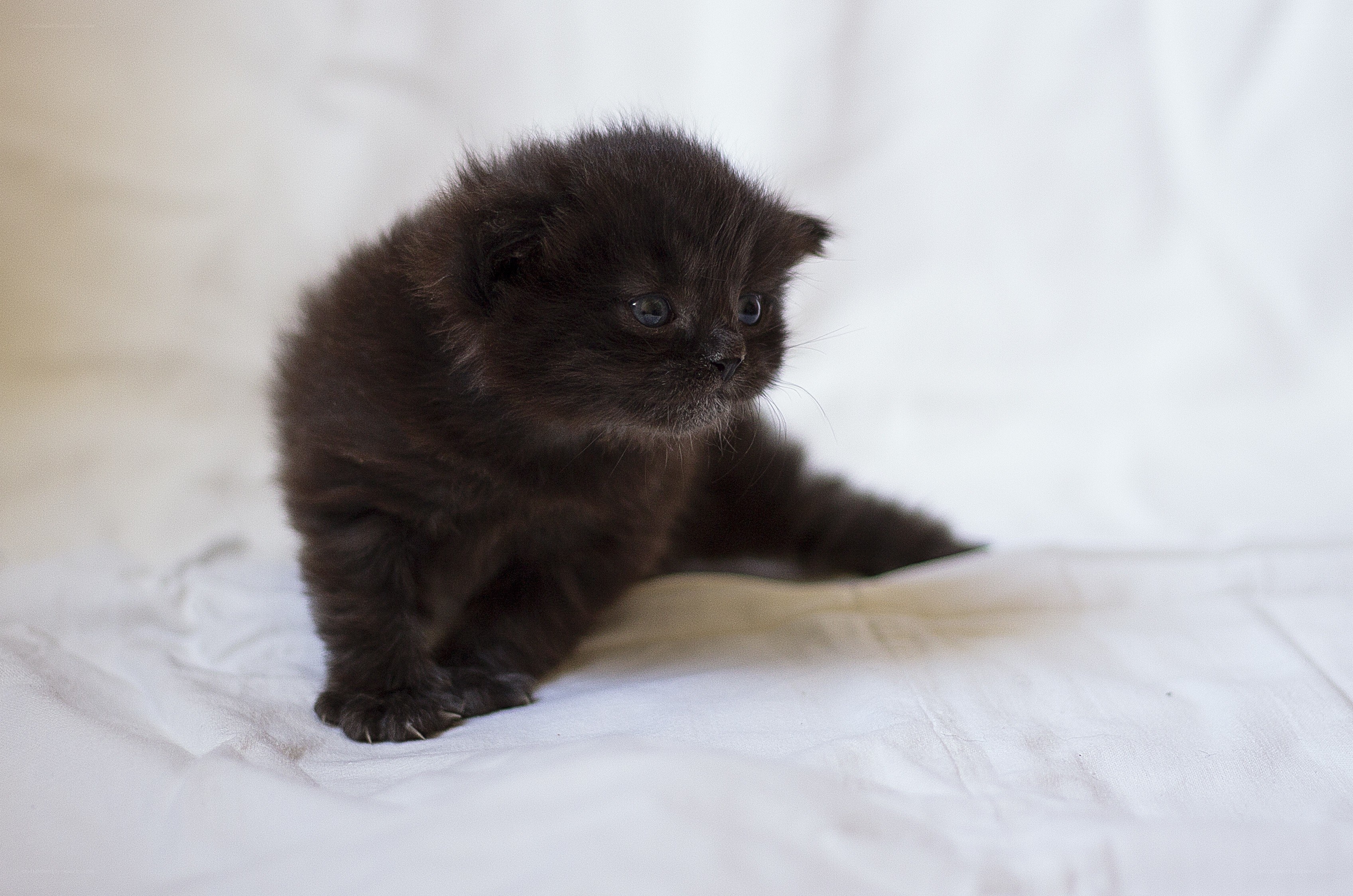 black kitten on white blanket