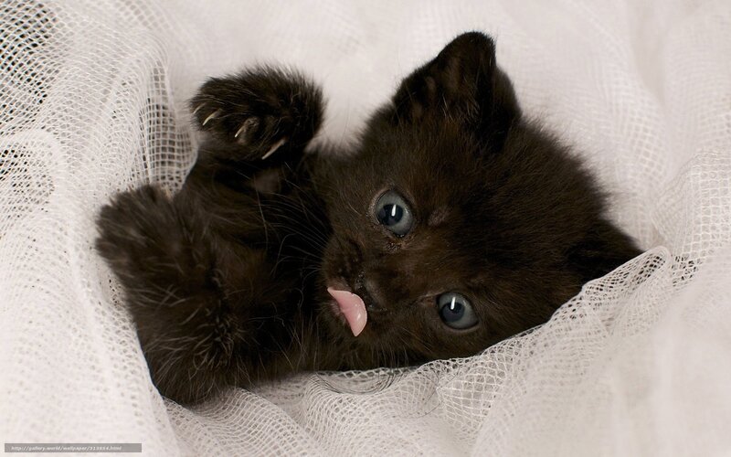 Black kitten on white fabric