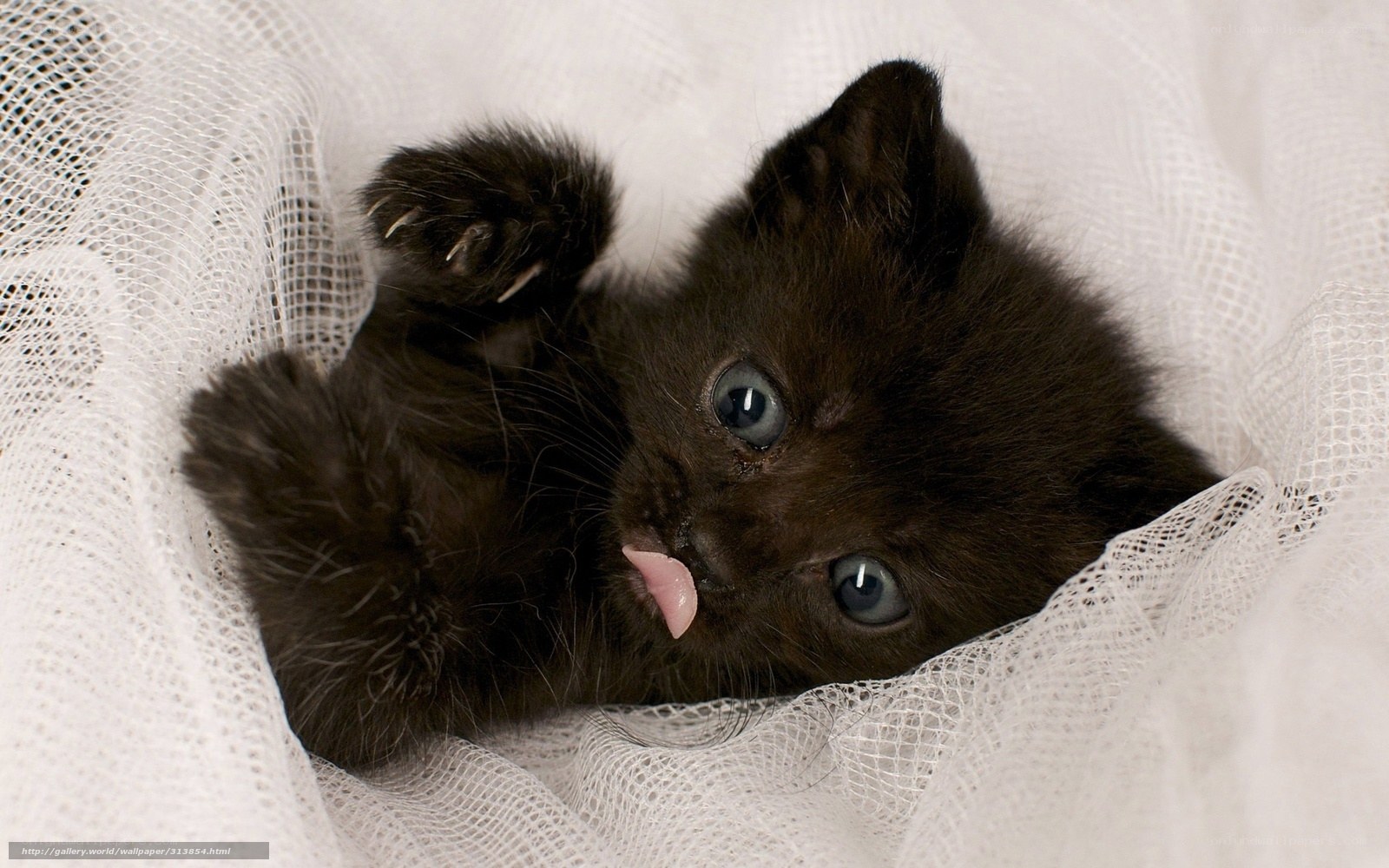 Black kitten on white fabric