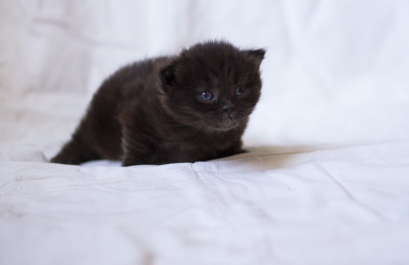 Black Kitten on White Surface