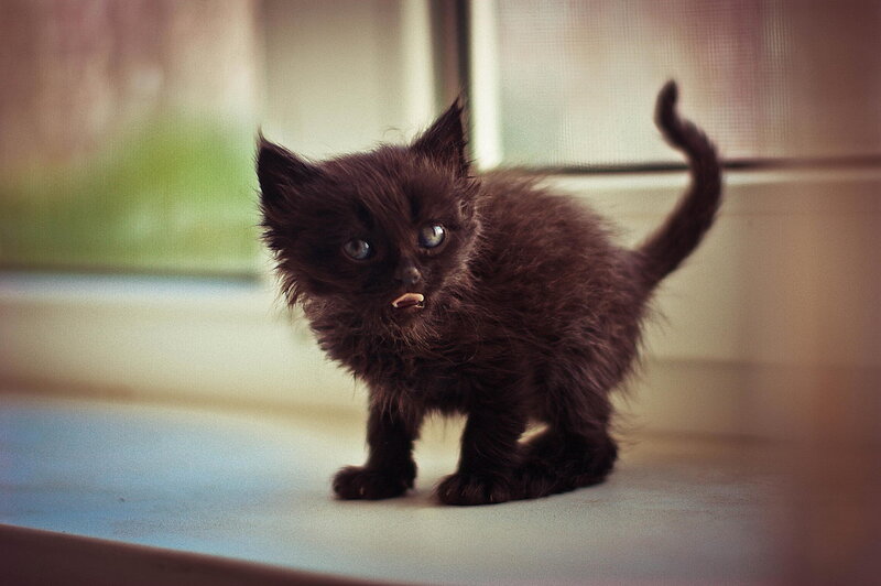 Black Kitten on Windowsill