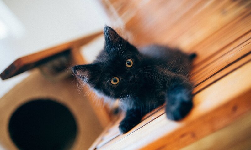 Black Kitten on Wood — Curious