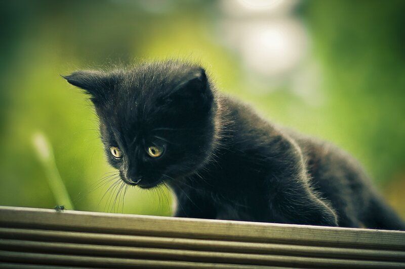 Black Kitten on Wood