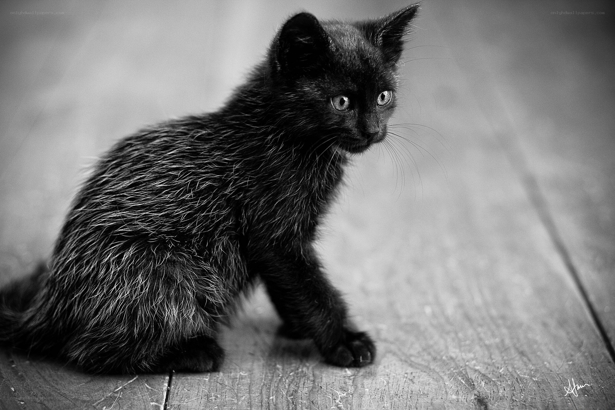 black kitten on wooden floor
