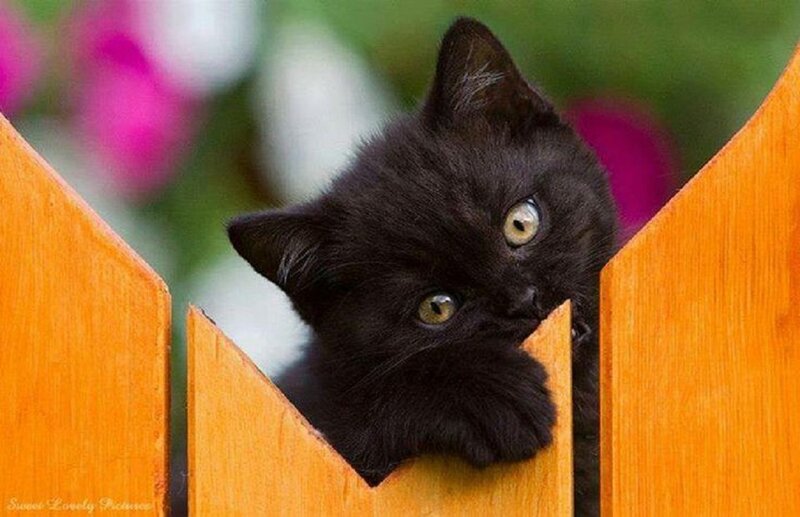 Black Kitten Peeking — Curious, Afternoon, Photograph