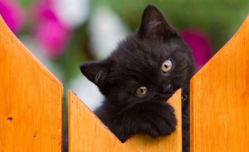Black Kitten Peeking — Curious, Afternoon