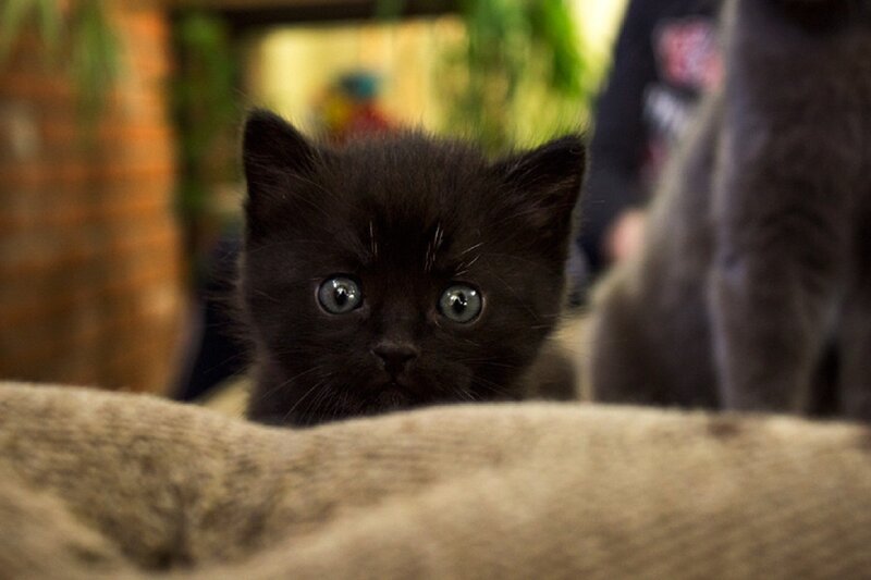 Black Kitten Peeking — Curious, Photograph, Cat