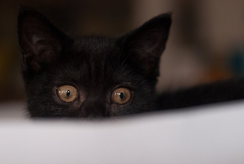 Black Kitten Peeking — Curious, Photograph, Eyes