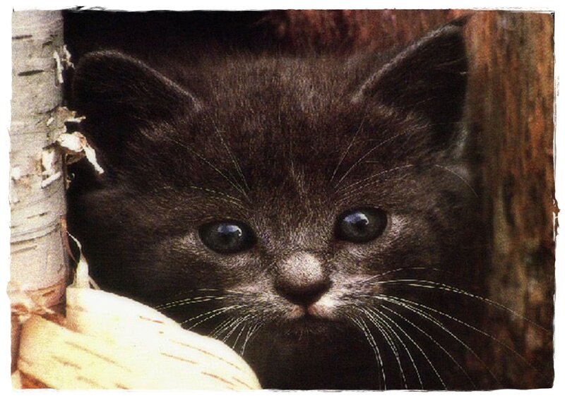 Black Kitten Peeking — Curious, Photograph