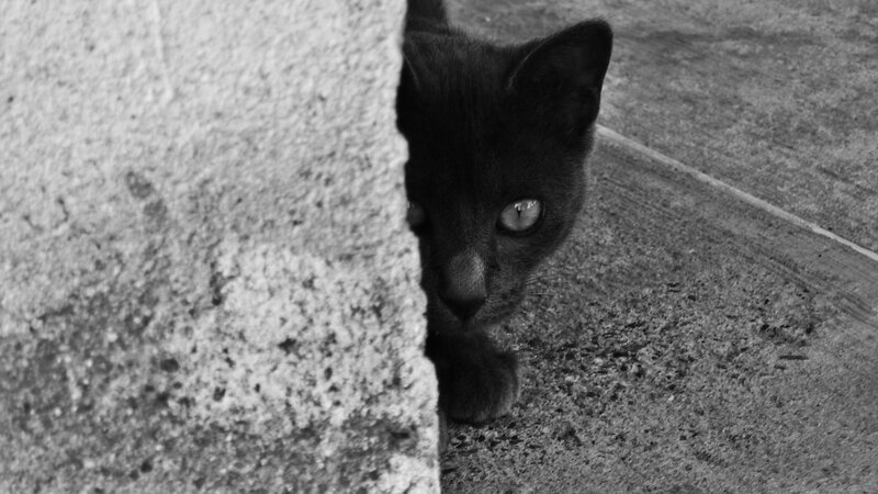 Black Kitten Peeking — Curious, Photograph, Wall