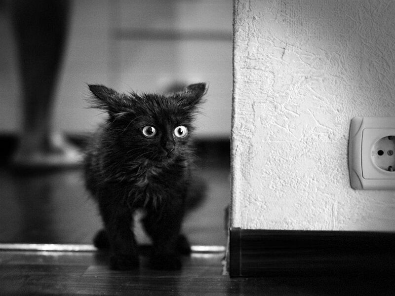 Black Kitten Peeking — Curious