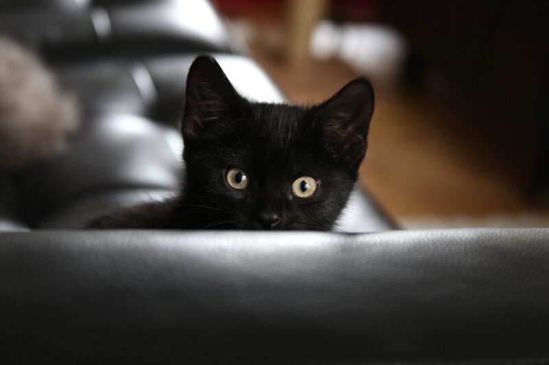 Black Kitten Peeking