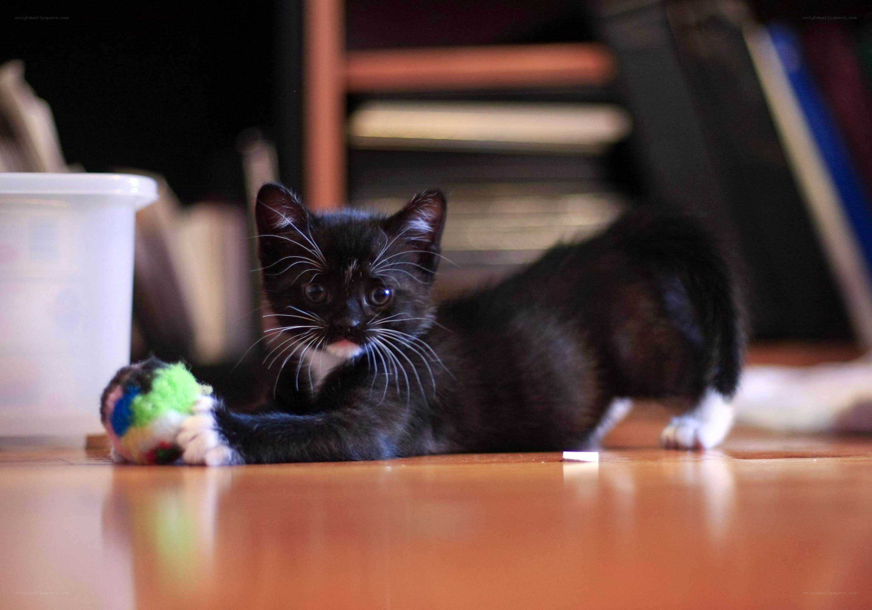 Black kitten playing with toy