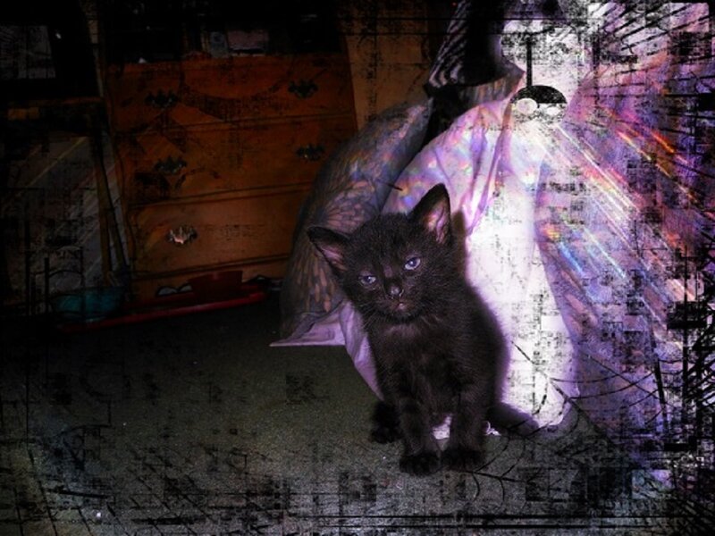 Black Kitten Sitting — Dark
