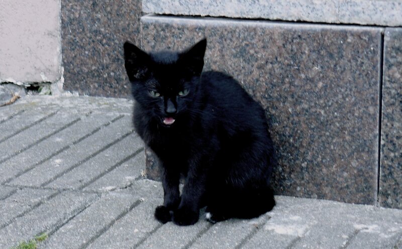 Black Kitten Sitting — Neutral