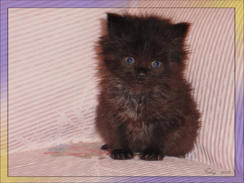 Black Kitten Sitting