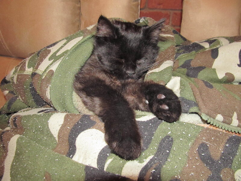 Black Kitten Sleeping — Peaceful