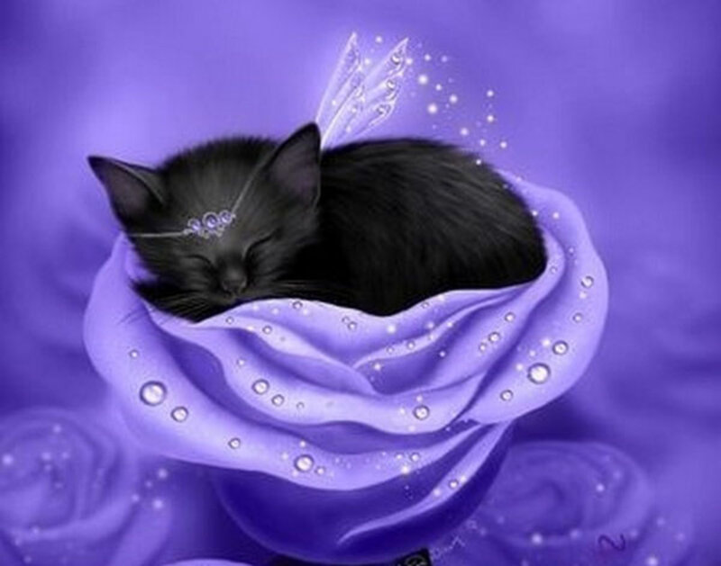 Black Kitten Sleeping — Purple