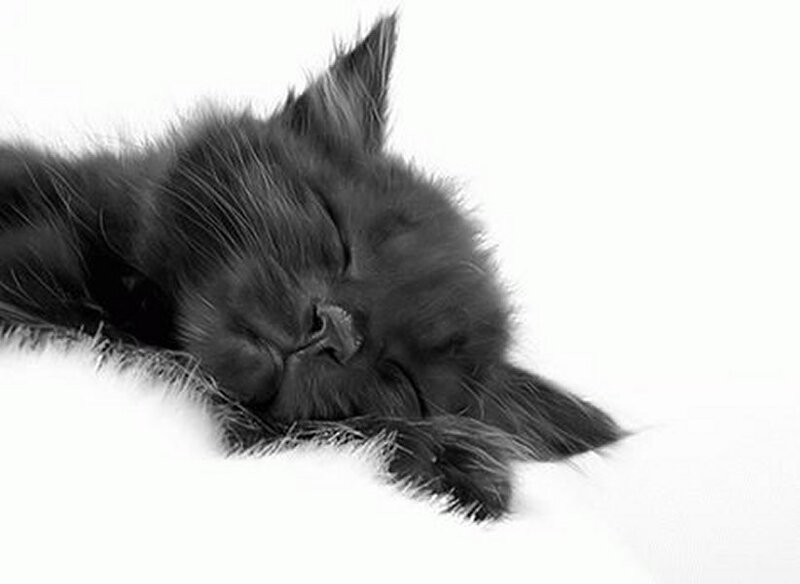 Black Kitten Sleeping