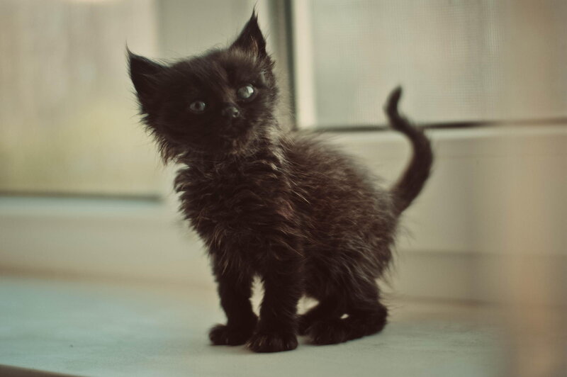 Black Kitten Standing — Calm