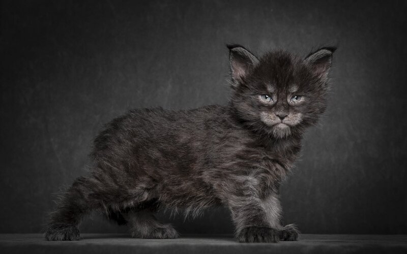 Black Kitten Standing — Gray