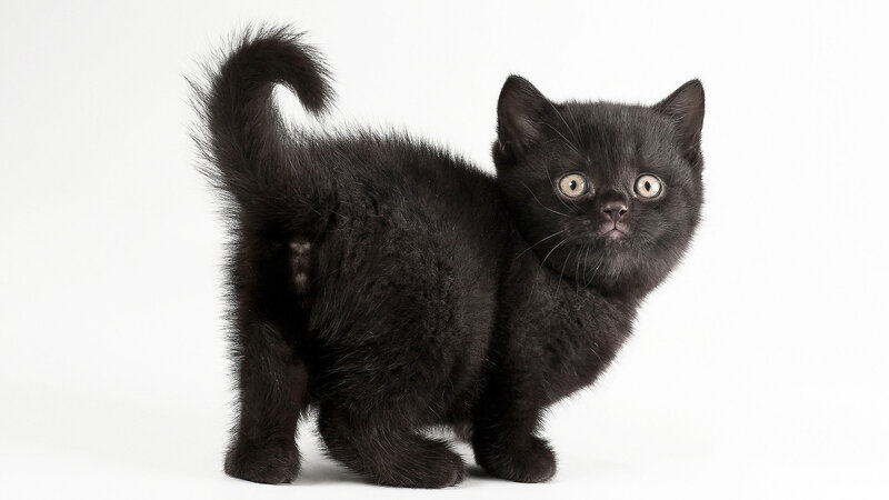 Black Kitten Standing