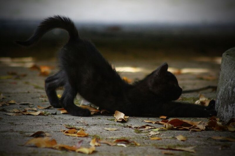 Black Kitten Stretching
