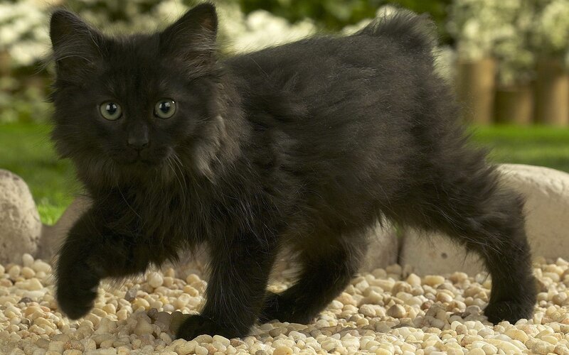Black Kitten Walking — Calm