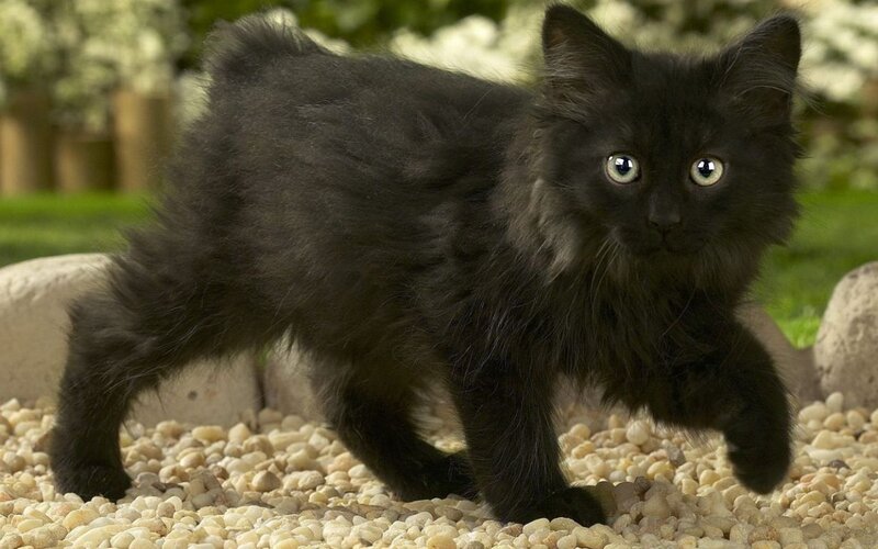 Black Kitten Walking — Curious