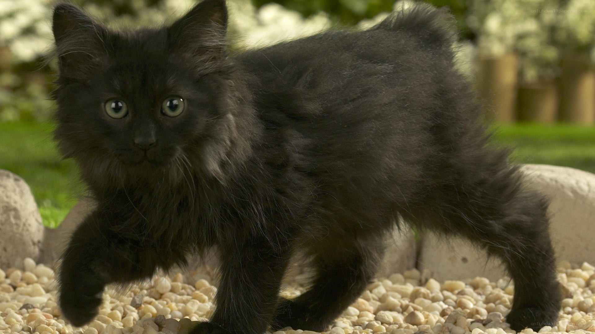 black kitten walking on pebbles