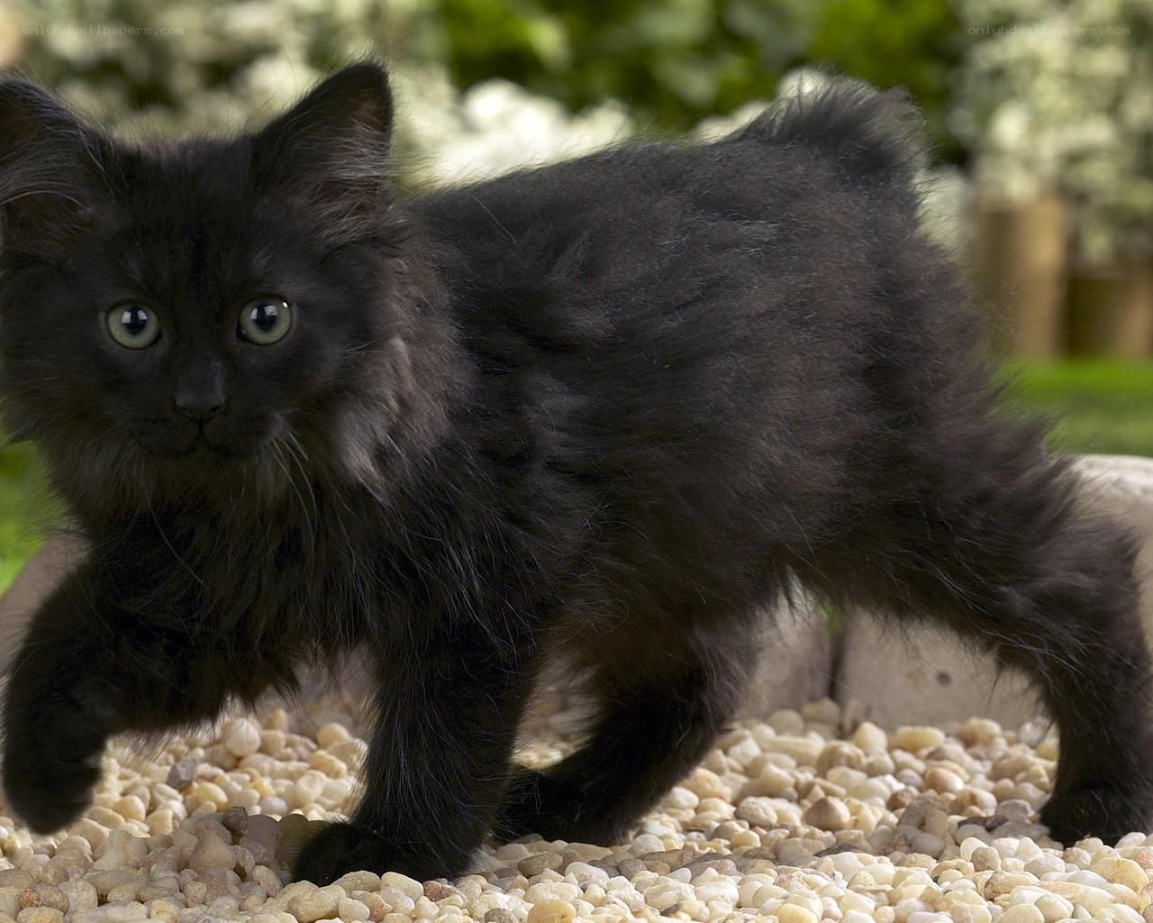 black kitten walking on pebbles