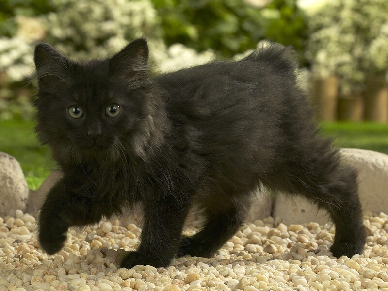 black kitten walking on pebbles