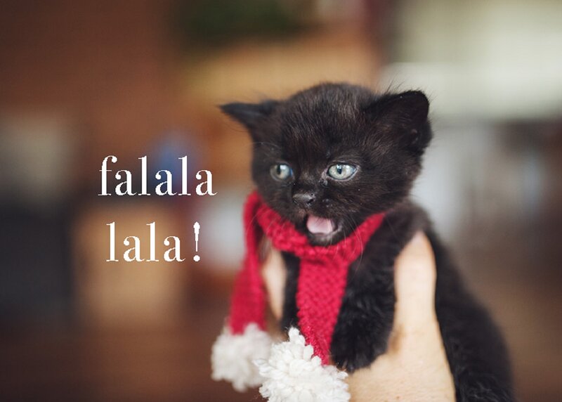 Black Kitten Wearing Scarf