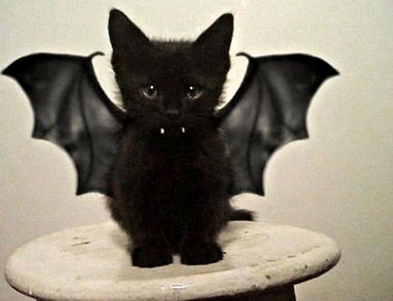 Black Kitten with Bat Wings
