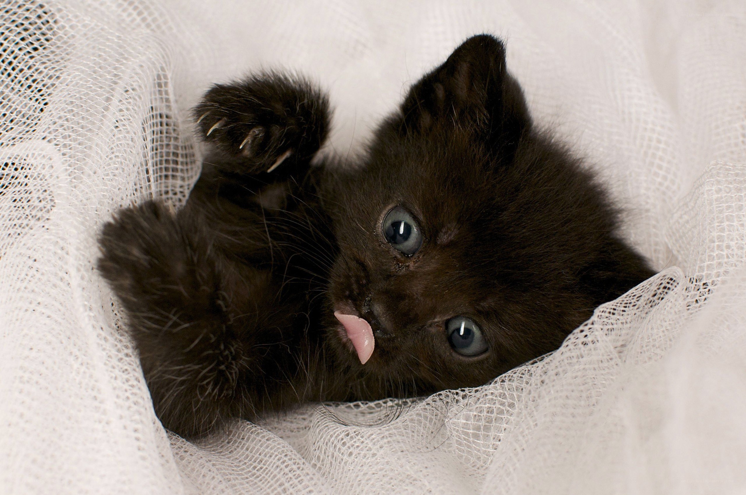 Black kitten with blue eyes
