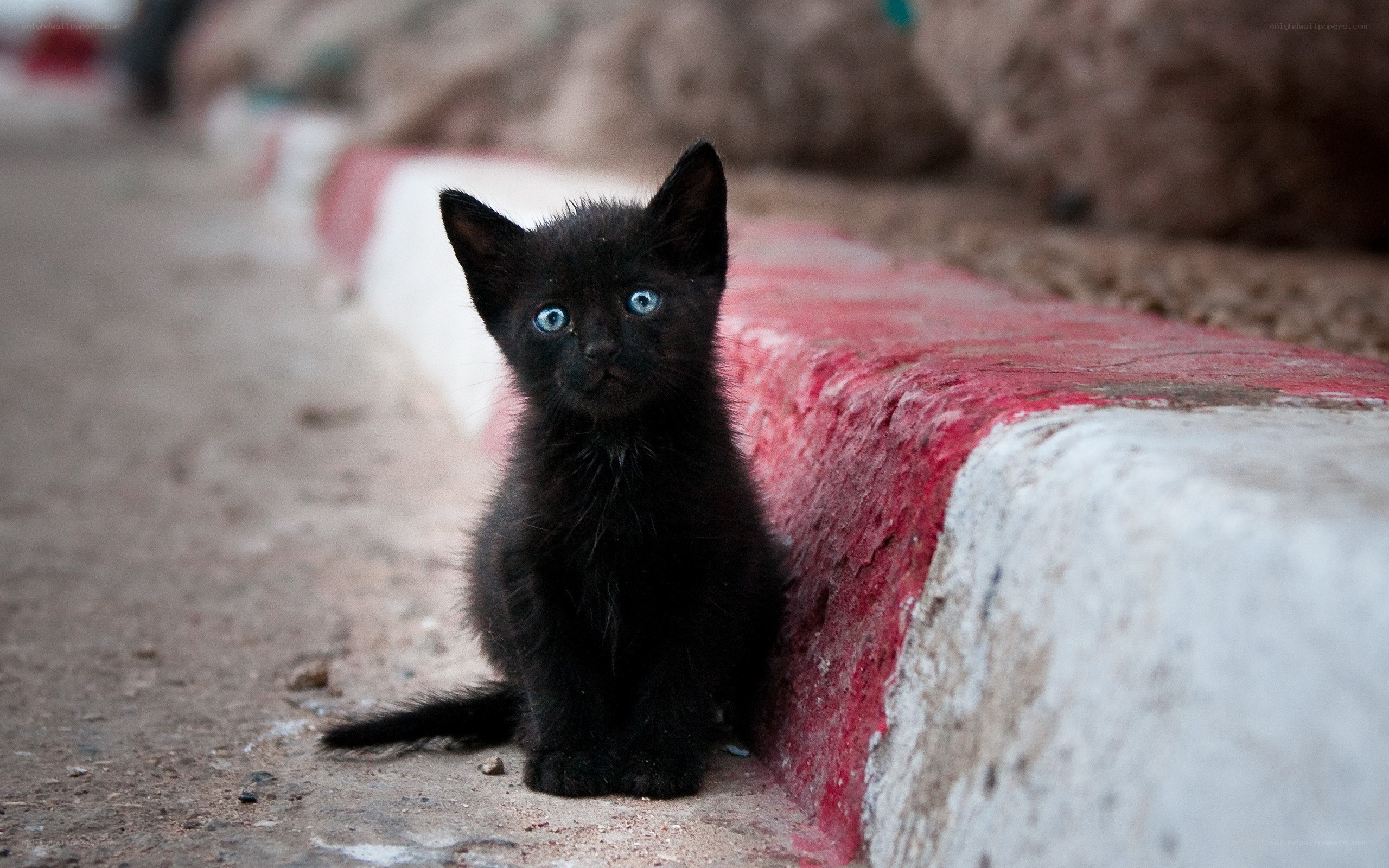 Black kitten with blue eyes
