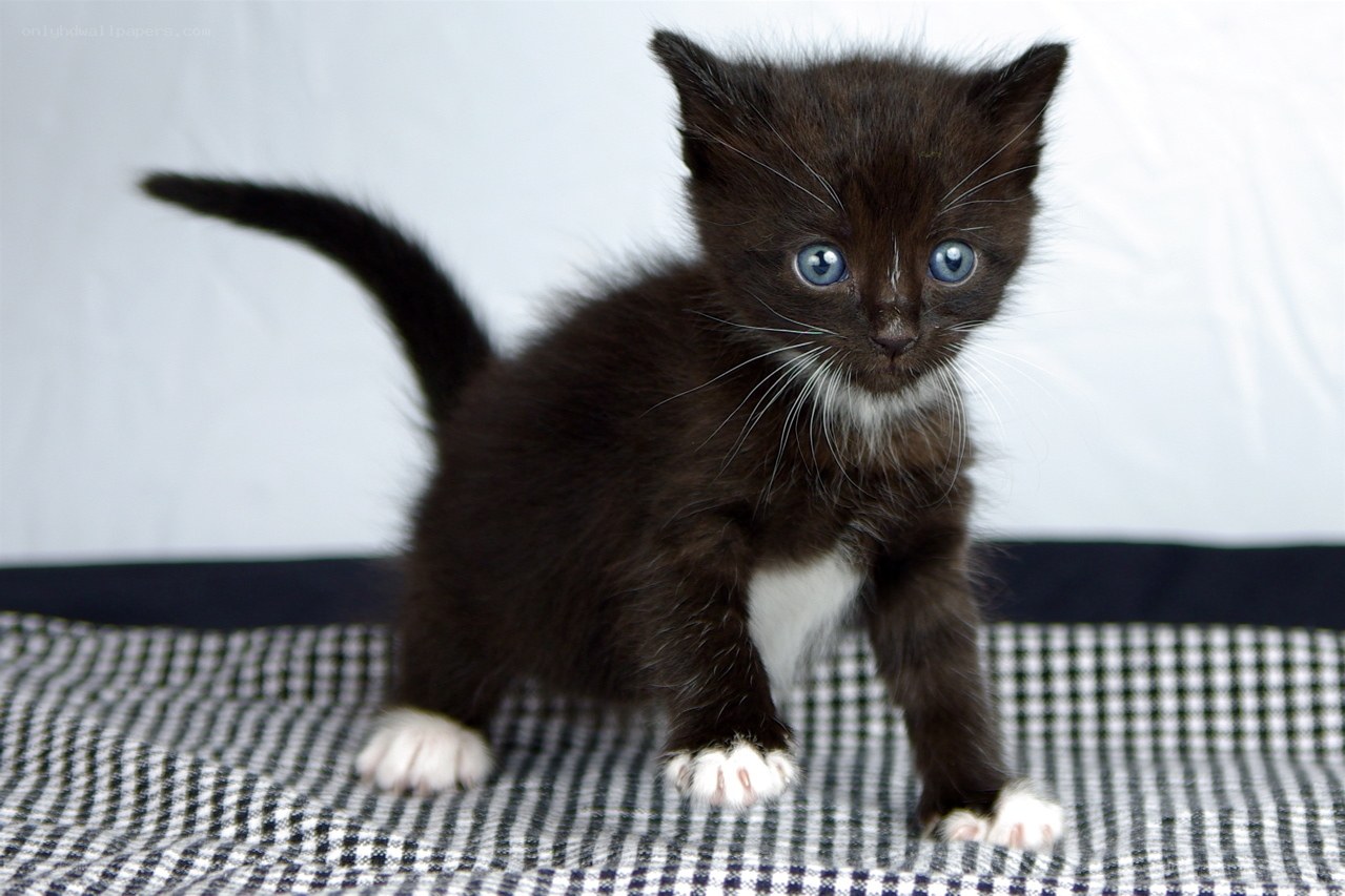 black kitten with blue eyes