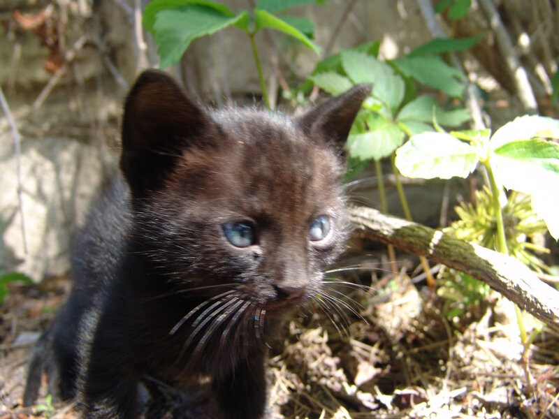 black kitten with blue eyes