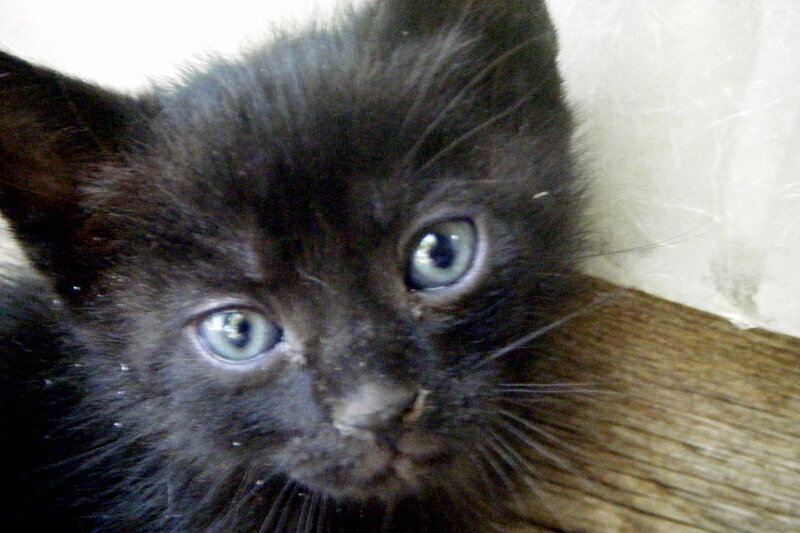 black kitten with blue eyes
