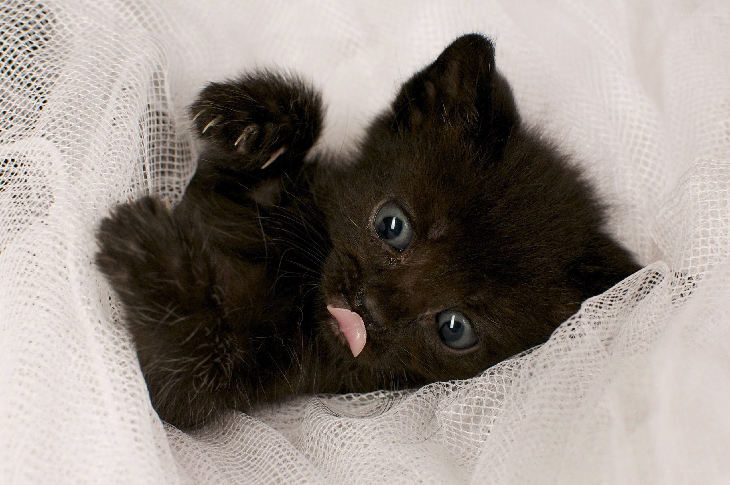 Black kitten with blue eyes