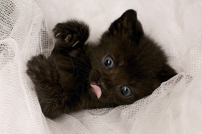 Black kitten with blue eyes