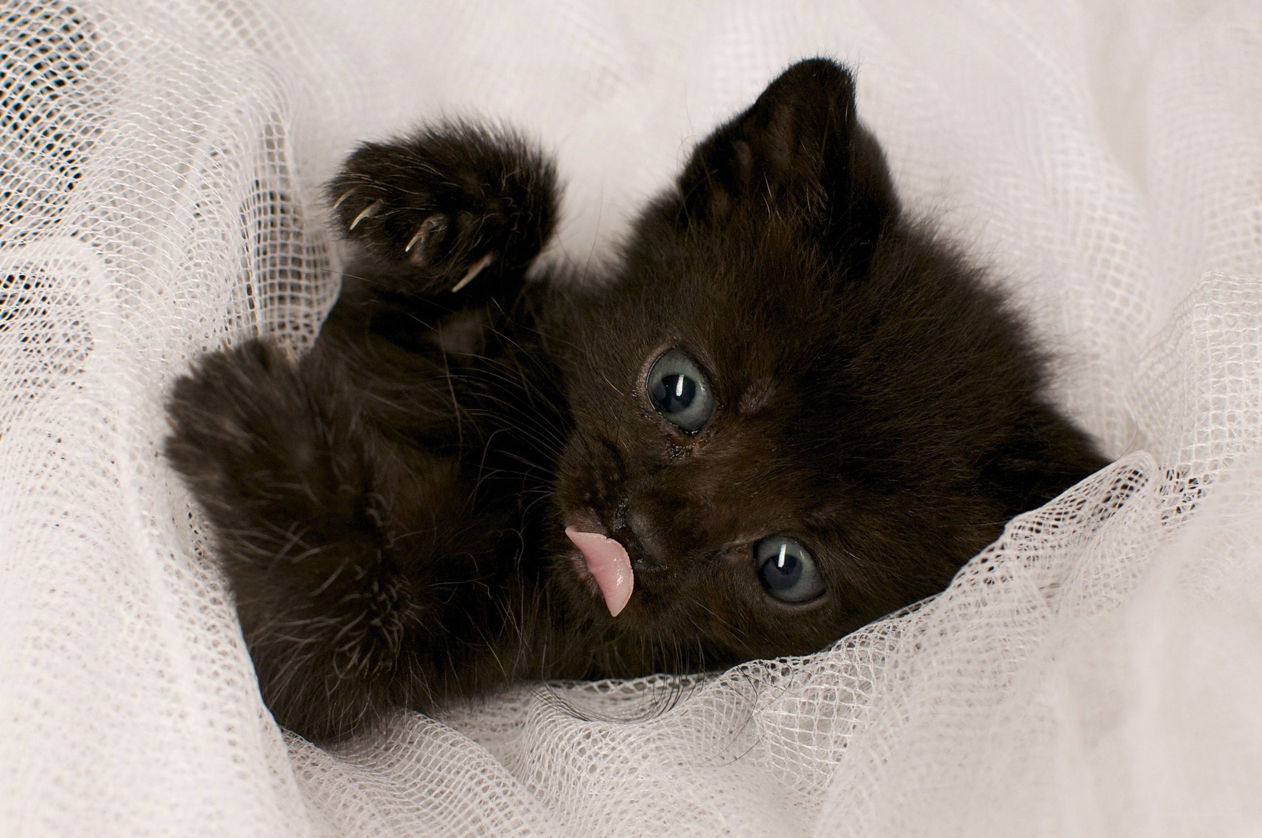 Black kitten with blue eyes