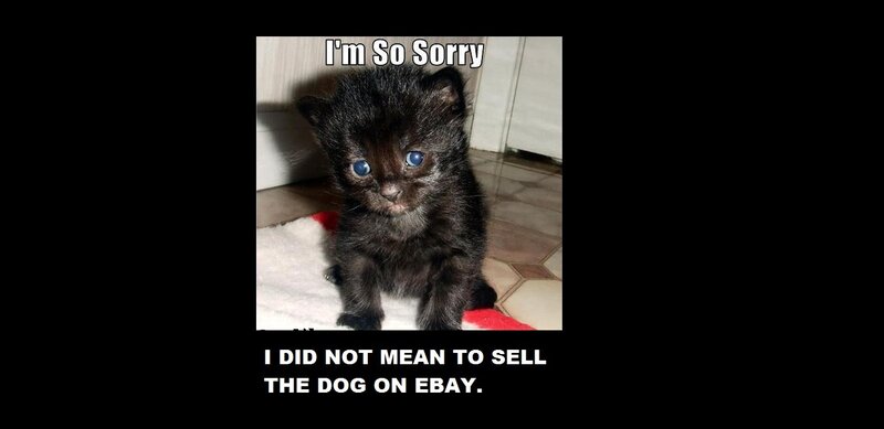 Black Kitten with Blue Eyes — Apologetic