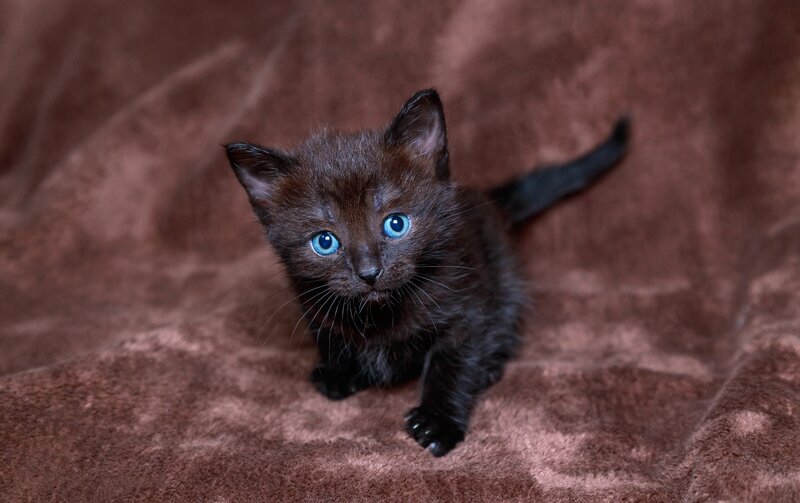 Black Kitten with Blue Eyes — Brown, Calm, Photograph