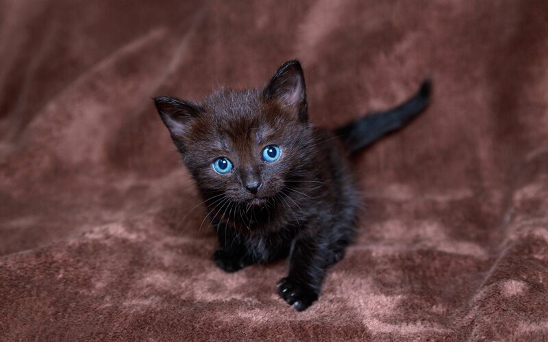 Black Kitten with Blue Eyes — Brown, Calm